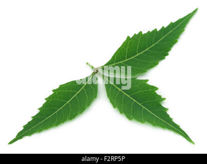 Feuilles de neem médicinales sur fond blanc Banque D'Images