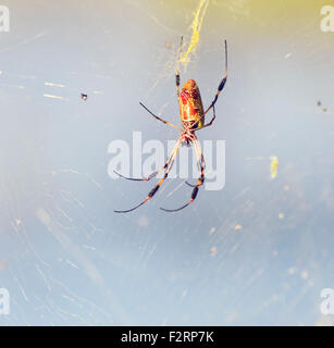 L'araignée banane sur son site les zones humides en Floride Banque D'Images