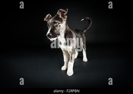 Staffordshire terrier / mélange Husky Banque D'Images