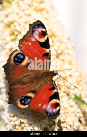 Peacock papillon sur une fleur de jardin en Ecosse Banque D'Images