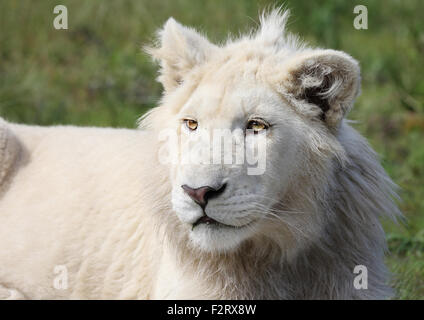 White lion mâle dans le Parc National de Kruger. Banque D'Images