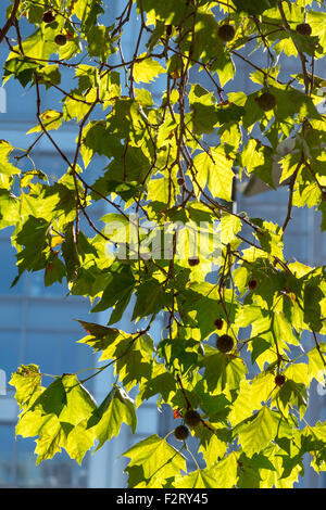 Fermer voir le rétro-éclairage des feuilles d'un arbre plan Londres prises dans le centre de Londres avec un immeuble de bureaux derrière Banque D'Images