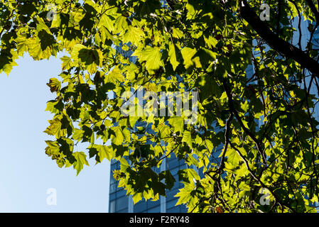 L'arrière-allumé feuilles d'un arbre plan Londres prises dans le centre de Londres avec un immeuble de bureaux à l'arrière-plan Banque D'Images