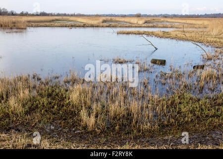 Une vue sur la réserve naturelle de Strumpshaw, Norfolk, Angleterre, Royaume-Uni Banque D'Images