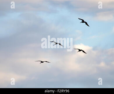 Quatre pélicans bruns silhouettent en vol Banque D'Images