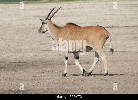 Le Sud de l'Afrique ou de l'antilope Eland commun (Taurotragus oryx) Banque D'Images