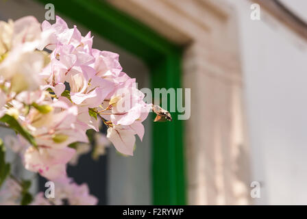 Hummingbird Hawk Moth planant au-dessus d'une fleur (Violet Bougainvillea). Banque D'Images