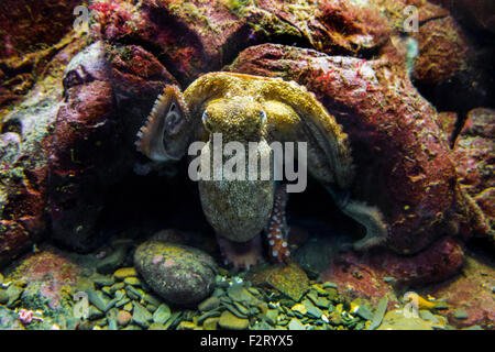 Poulpe commun (Octopus vulgaris) dans l'aquarium à Océanopolis - parc de découverte des océans - à Brest, Bretagne, France Banque D'Images