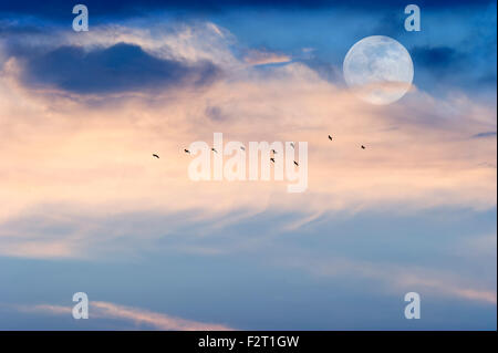 Lune nuages oiseaux est une belle Cloudscape sur un ciel bleu avec une silhouette du troupeau d'oiseaux volant par comme un complet lumineux mo Banque D'Images