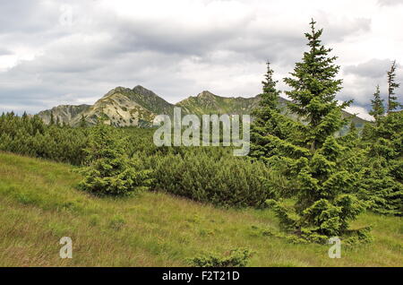 De nombreuses teintes de vert - bois du genou, sapins et montagnes Tatras, Slovaquie Banque D'Images