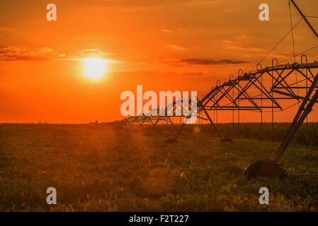 Pivot d'irrigation agricole automatisé système de gicleurs en champ de soja au coucher du soleil Banque D'Images