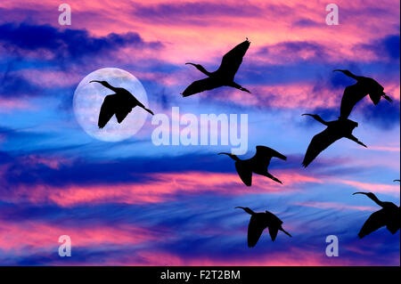 Lune nuages oiseaux est une belle Cloudscape sur un ciel bleu avec une silhouette du troupeau d'oiseaux volant par comme un complet lumineux mo Banque D'Images