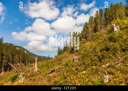 La maladie et la déforestation le long des pentes des montagnes Tatras, en Pologne. Banque D'Images