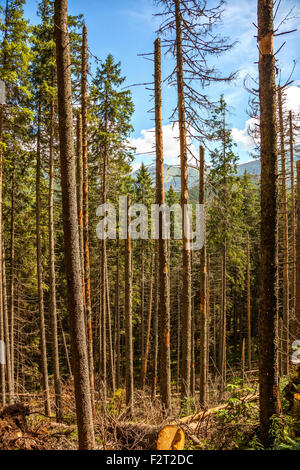 La maladie et la déforestation le long des pentes des montagnes Tatras, en Pologne. Banque D'Images