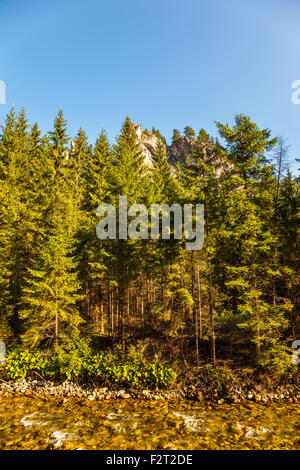 Petit ruisseau qui coule près d'une forêt dans les montagnes Tatras, en Pologne. Banque D'Images