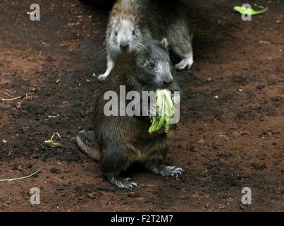 Cubain à maturité ou Desmarest's (Capromys pilorides) Hutia debout sur les jambes en se nourrissant, caché dans l'arrière-plan pour mineurs Banque D'Images