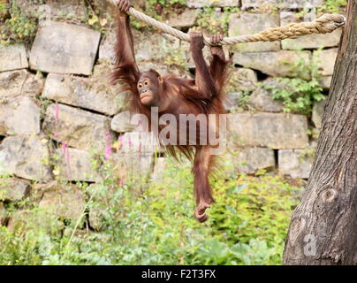 Jeunes orang-outan (Pongo pygmaeus) jouant et suspendu à une corde (série de 10 images) Banque D'Images