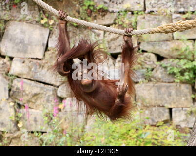 Jeunes orang-outan (Pongo pygmaeus) jouant et suspendu à une corde (série de 10 images) Banque D'Images