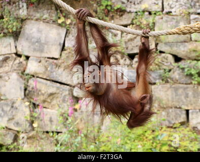 Jeunes orang-outan (Pongo pygmaeus) jouant et suspendu à une corde (série) Banque D'Images