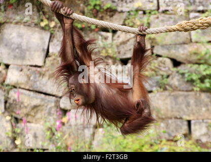 Jeunes orang-outan (Pongo pygmaeus) jouant et suspendu à une corde (série de 10 images) Banque D'Images