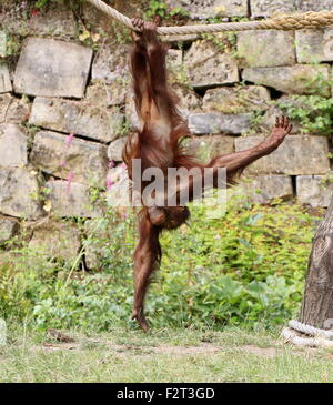 Jeunes orang-outan ludique (Pongo pygmaeus) tête en bas sur une corde Banque D'Images