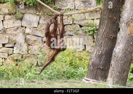 Jeunes orang-outan (Pongo pygmaeus) Lecture & tête en bas sur une corde (série de 10 images) Banque D'Images