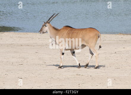 Le Sud de l'Afrique ou de l'antilope Eland commun (Taurotragus oryx) en passant devant un point d'eau Banque D'Images