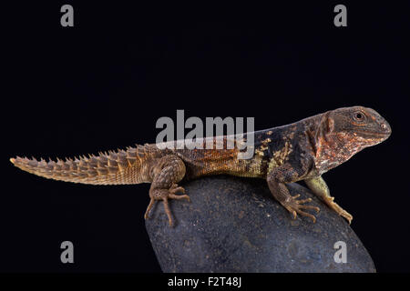 L'iguane Yucatán (Ctenosaura defensor) Banque D'Images