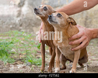 Chiens de secours. Amis inséparables, Pinschers miniatures. Banque D'Images