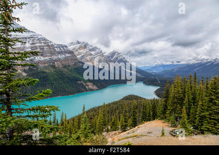 Portrait de sommet Bow sur le Lac Peyto, couleur turquoise par limon glaciaire dans le parc national de Banff, Alberta, Canada. Banque D'Images