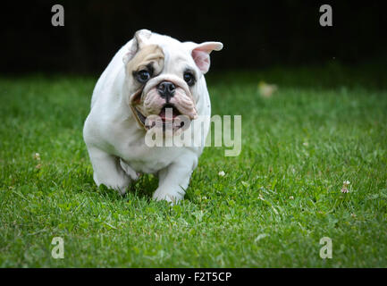 Chien qui court - trois mois chiot bouledogue mâle Banque D'Images