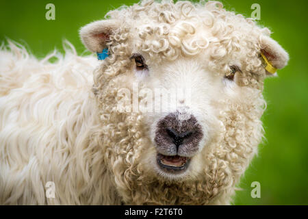 La jolie et rare breed, Dartmoor Grayface moutons (brebis), Royaume-Uni Banque D'Images