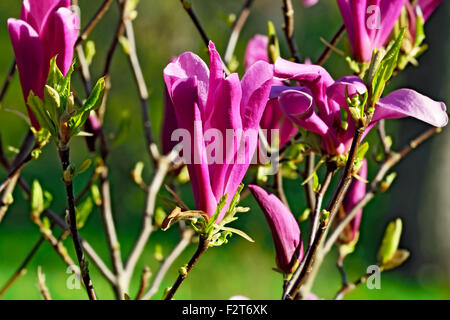 Magnolia denudata. Magnifiques fleurs roses closeup Banque D'Images