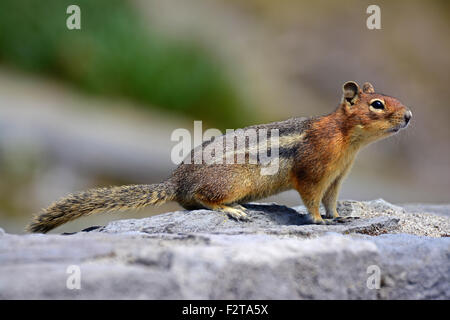 Le spermophile à mante dorée, Banque D'Images