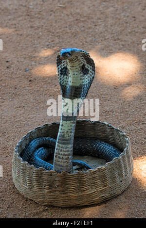 Cobra Snake à Galle Fort, Sri Lanka Banque D'Images