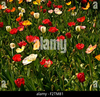 La masse de fleurs de printemps Banque D'Images