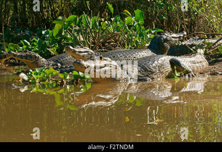 Yacare caimans (Caiman Yacare, Caiman crocodilus yacare), allongé sur la rive, dans l'eau, Pantanal, Brésil Banque D'Images