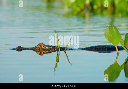 Caiman yacare (Caiman Yacare, Caiman crocodilus yacare), se cache dans l'eau, Pantanal, Brésil Banque D'Images