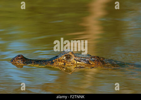 Caiman yacare (Caiman Yacare, Caiman crocodilus yacare), se cache dans l'eau, portrait, Pantanal, Brésil Banque D'Images