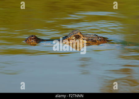 Caiman yacare (Caiman Yacare, Caiman crocodilus yacare), se cache dans l'eau, portrait, Pantanal, Brésil Banque D'Images