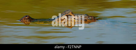 Caiman yacare (Caiman Yacare, Caiman crocodilus yacare), se cache dans l'eau, portrait, Pantanal, Brésil Banque D'Images