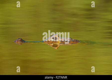 Caiman yacare (Caiman Yacare, Caiman crocodilus yacare), se cache dans l'eau, portrait, Pantanal, Brésil Banque D'Images