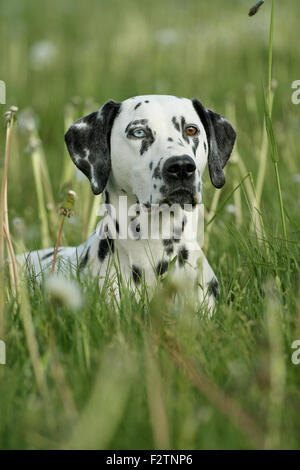 Avec un oeil bleu dalmate, dans un pré, portrait, les yeux de couleurs différentes, l'Allemagne, iridum heterochromia Banque D'Images