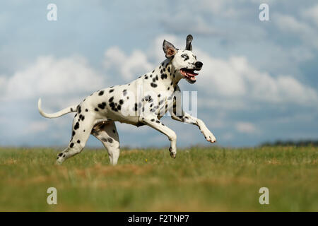 Avec un dalmatien blue eye qui traverse un pré, yeux de couleur différente, heterochromia iridum, Allemagne Banque D'Images