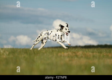 Avec un dalmatien blue eye qui traverse un pré, yeux de couleur différente, heterochromia iridum, Allemagne Banque D'Images