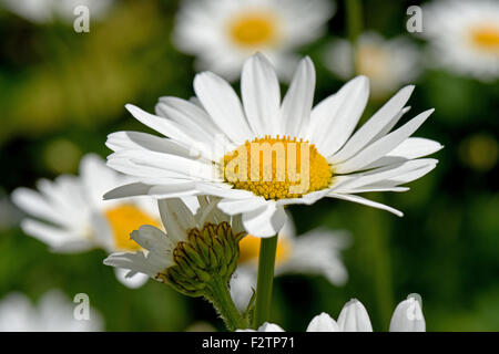 Fleurs blanc brillant d'ox-eye daisies, Leucanthemum vulgare, avec leurs centres jaunes sur un jour d'été dunny