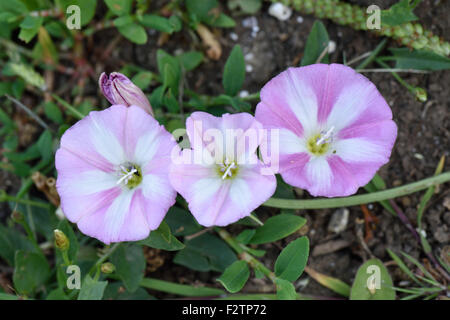 Le liseron des champs, Convolvulus arvensis, fleurs sur une mauvaises herbes arables annuel prostré, Berkshire, juin Banque D'Images