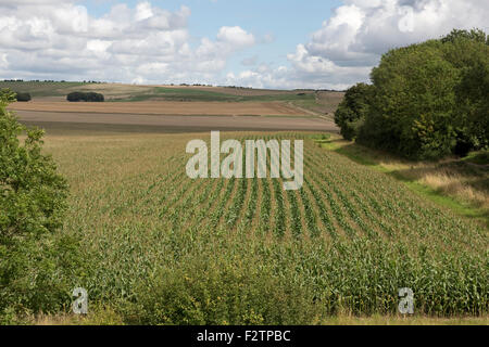 Une récolte de maïs fourrage maturation dans s/n et gland sur un beau jour près d'Avebury dans le Wiltshire, Août Banque D'Images