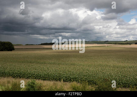 Une récolte de maïs fourrage maturation dans s/n et gland sur un beau jour près d'Avebury dans le Wiltshire, Août Banque D'Images