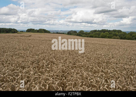 Une récolte de blé mûrs d'une belle journée d'été avant la récolte tardive sur West Berkshire Downs à la fin août Banque D'Images